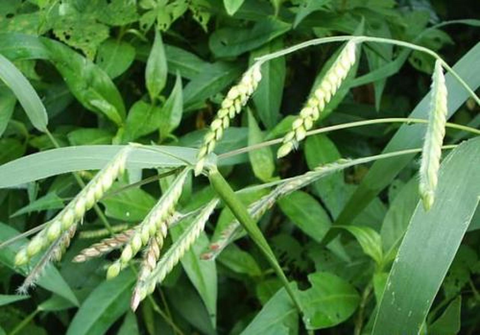 为禾本科植物画眉草.具有利尿通淋,清热活血之功效.