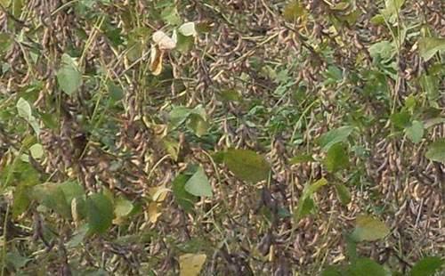 大豆根线虫病是一种毁灭性病害,应如何进行有效防治?