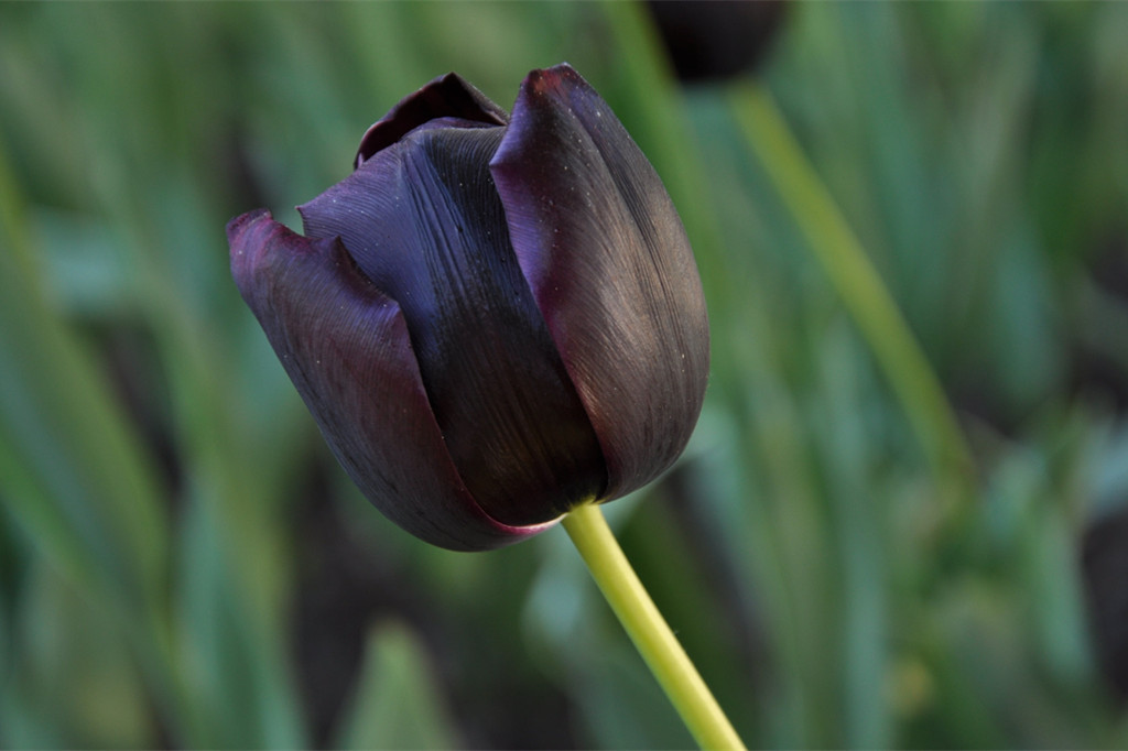 黑郁金香:神秘,高贵. 转载自百家号作者:墨墨文香
