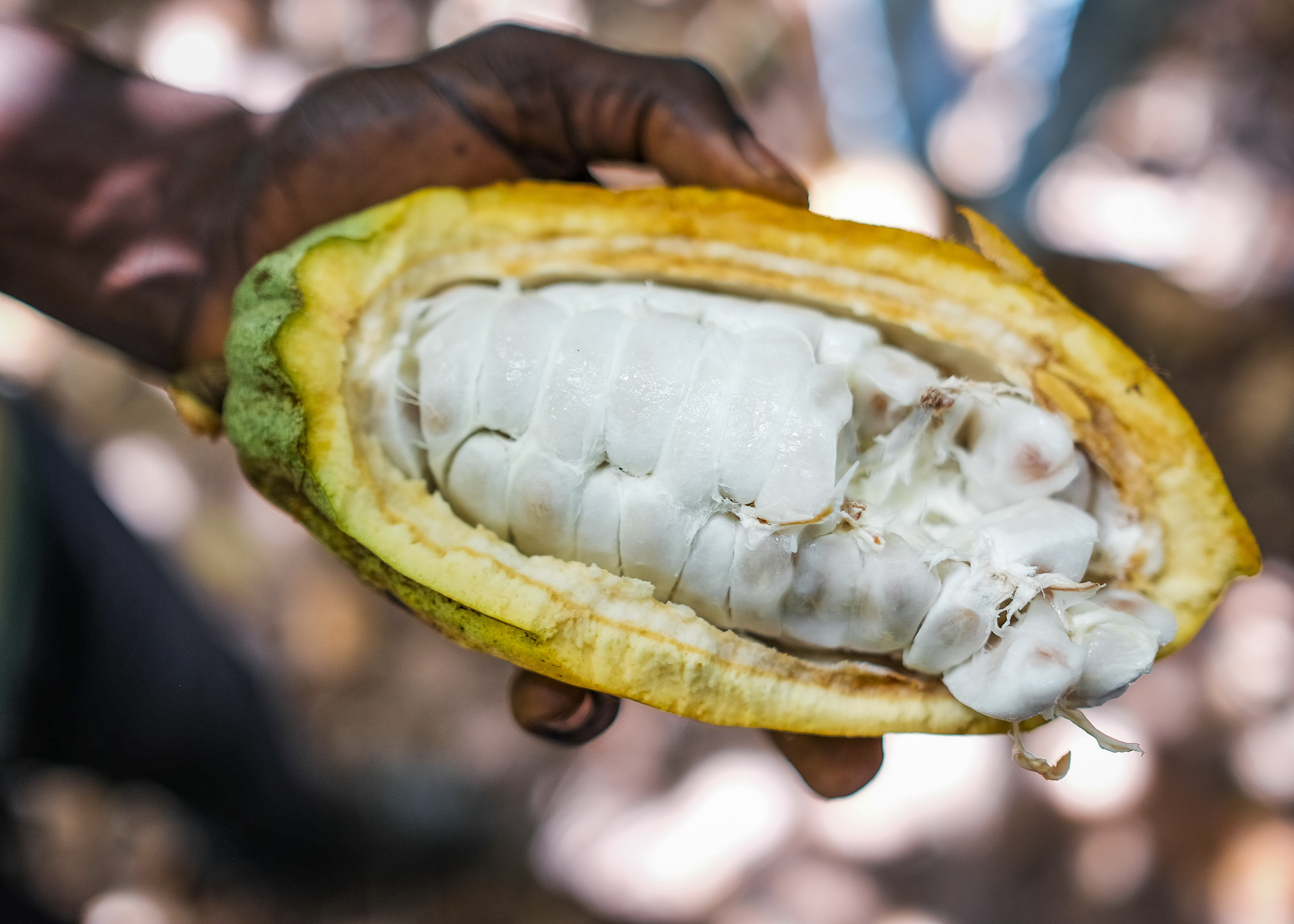 加纳可可业期待进博会推动"加纳制造"(2)