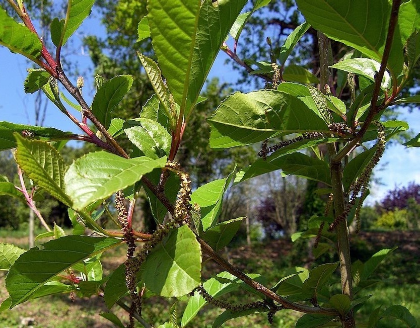 植物知识科普,小编带你了解桤木属