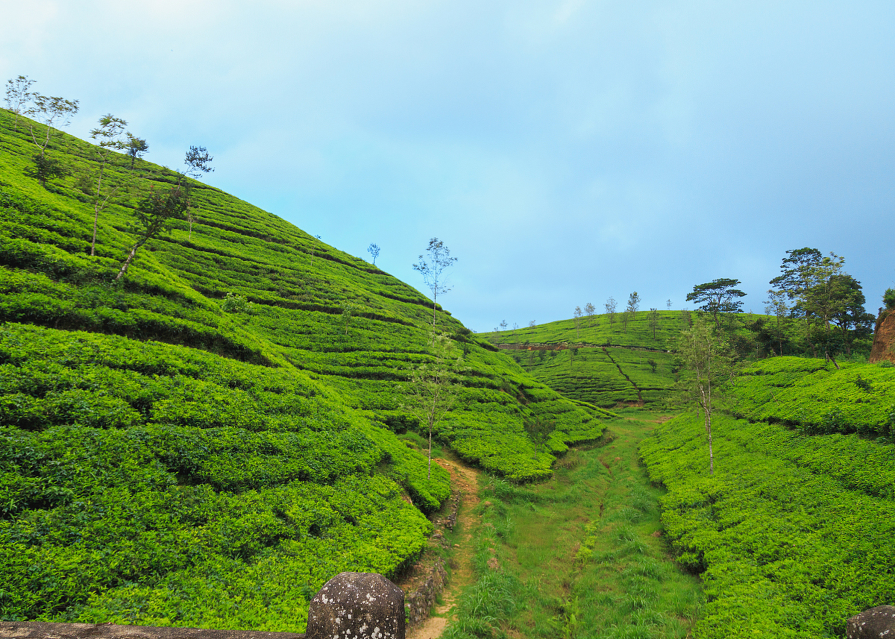 镜头里的春天# 春游贵州茶山,是一次与自然,文化,美食的亲密接触,让