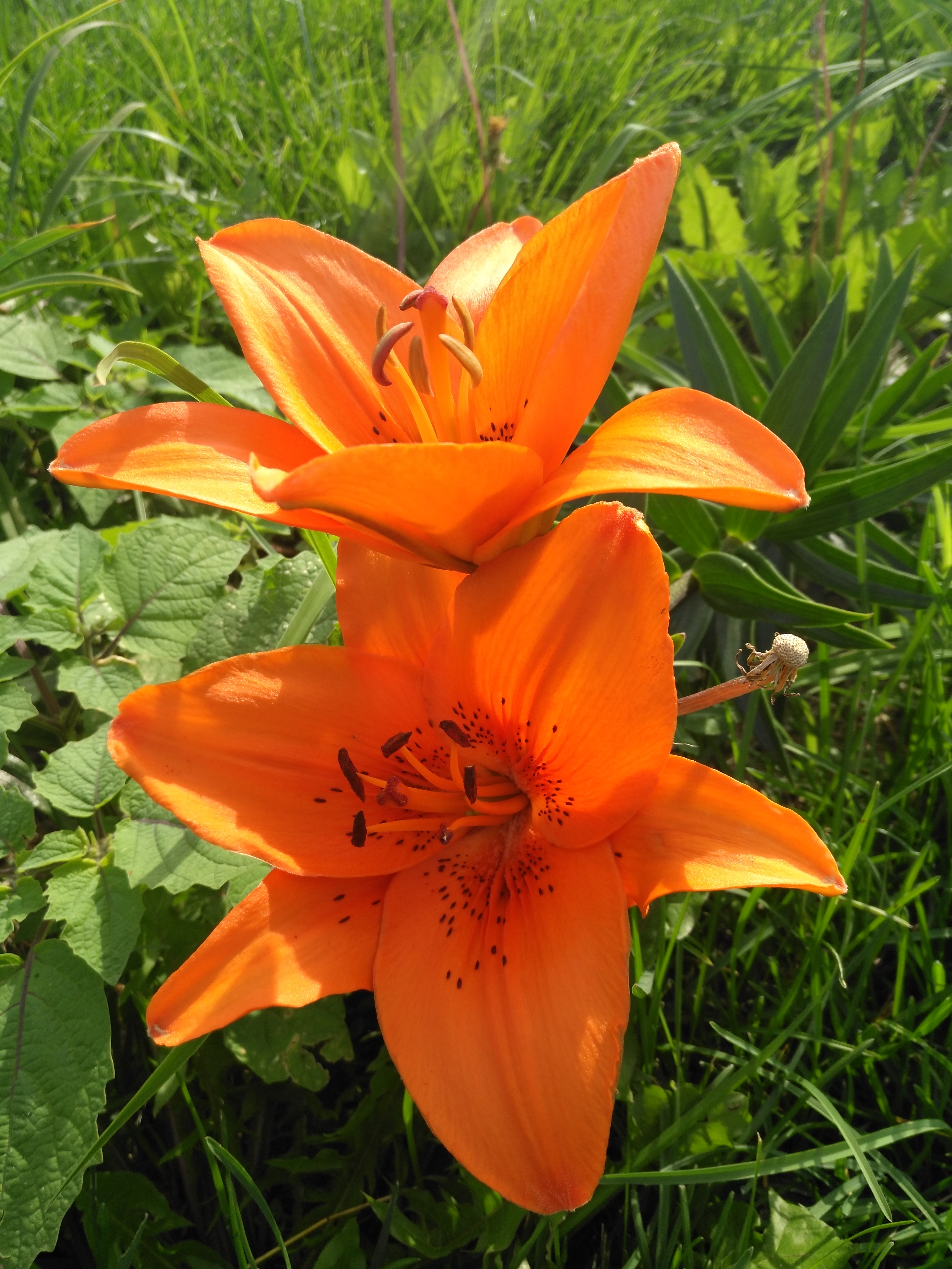 室外花卉.花草.