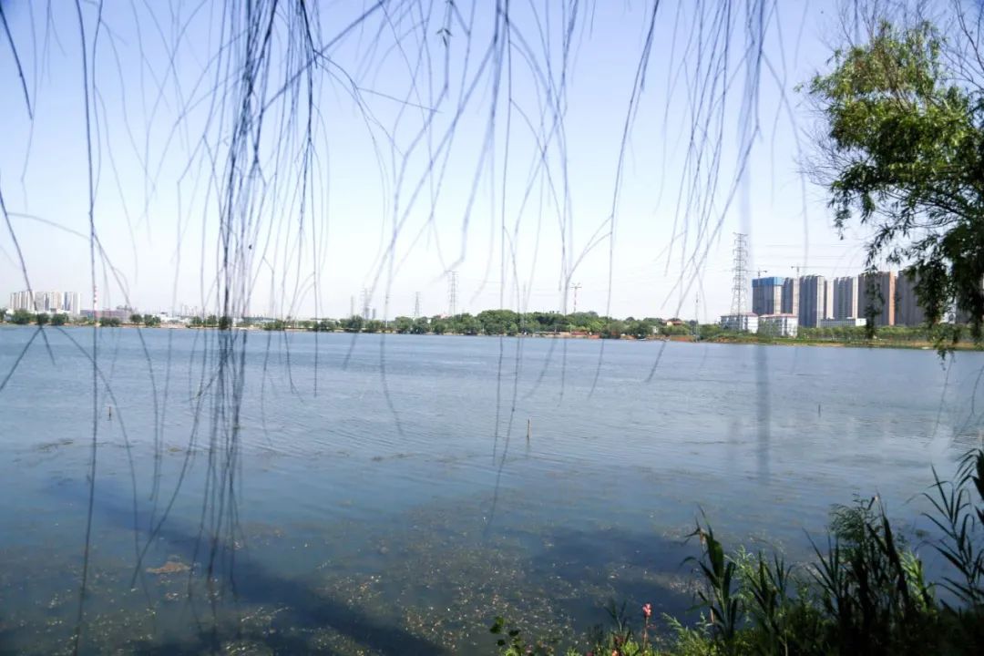 图集|你不知道,复苏后的武汉沌口万家湖有多美!