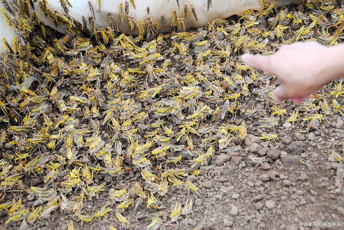 巴基斯坦蝗虫进入交配繁殖阶段,比预想严重,几天内能吃光一片地