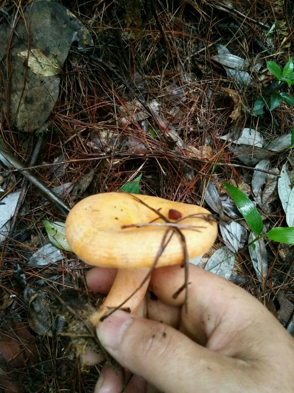 你上山采过这种天然丛菌吗?这种菌子新鲜的时候炒着吃,太美味了