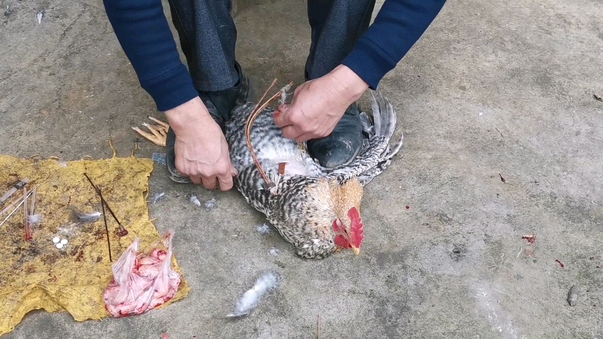 伯母家阉鸡,这阉鸡手法鸡都疼得脖子都歪了,你见过这样阉鸡的吗