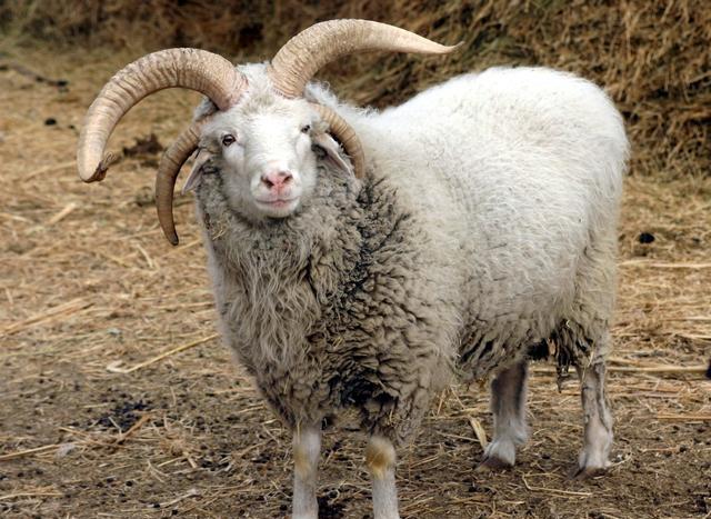 角羊- 热门商品专区