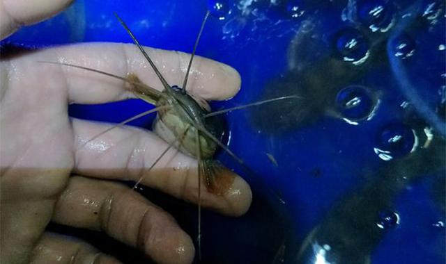 第一次钓上来长有八根胡须的鲶鱼,这是土鲶还是埃及胡子鲶呢?