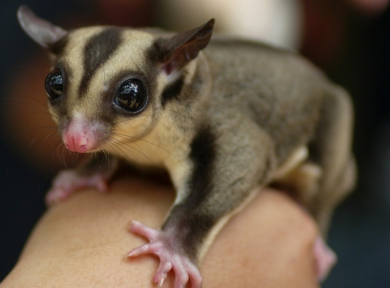鸟不能吃的食物,也别给蜜袋鼯吃.