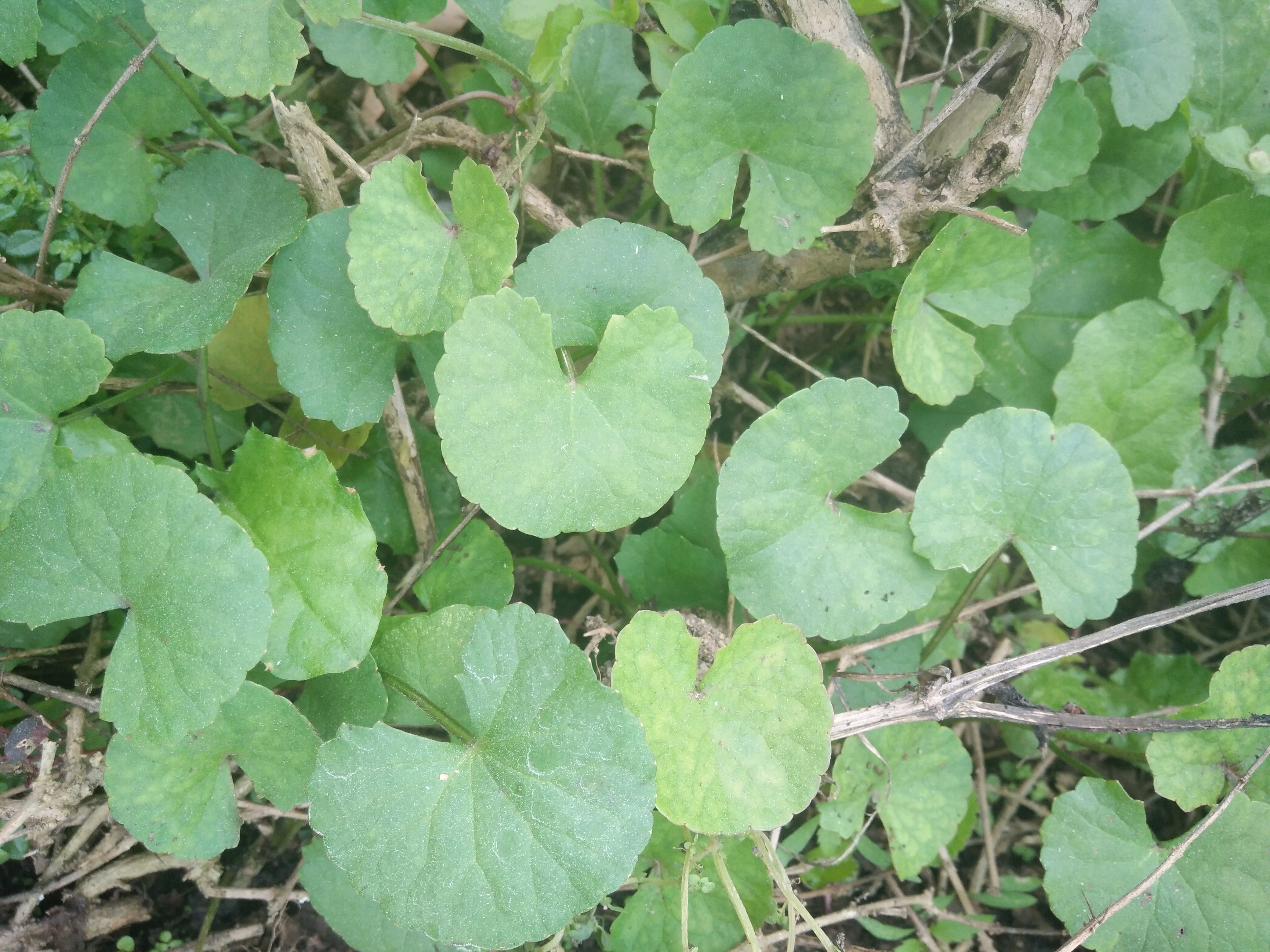 雷公根煮菜汤的做法