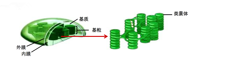 生命科学:探讨春光背后的生物学基础——光合作用