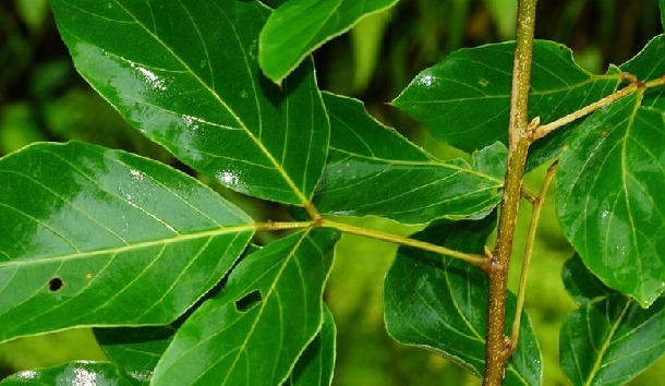 植物小百科:关于铁藤根你不得不知道的知识!