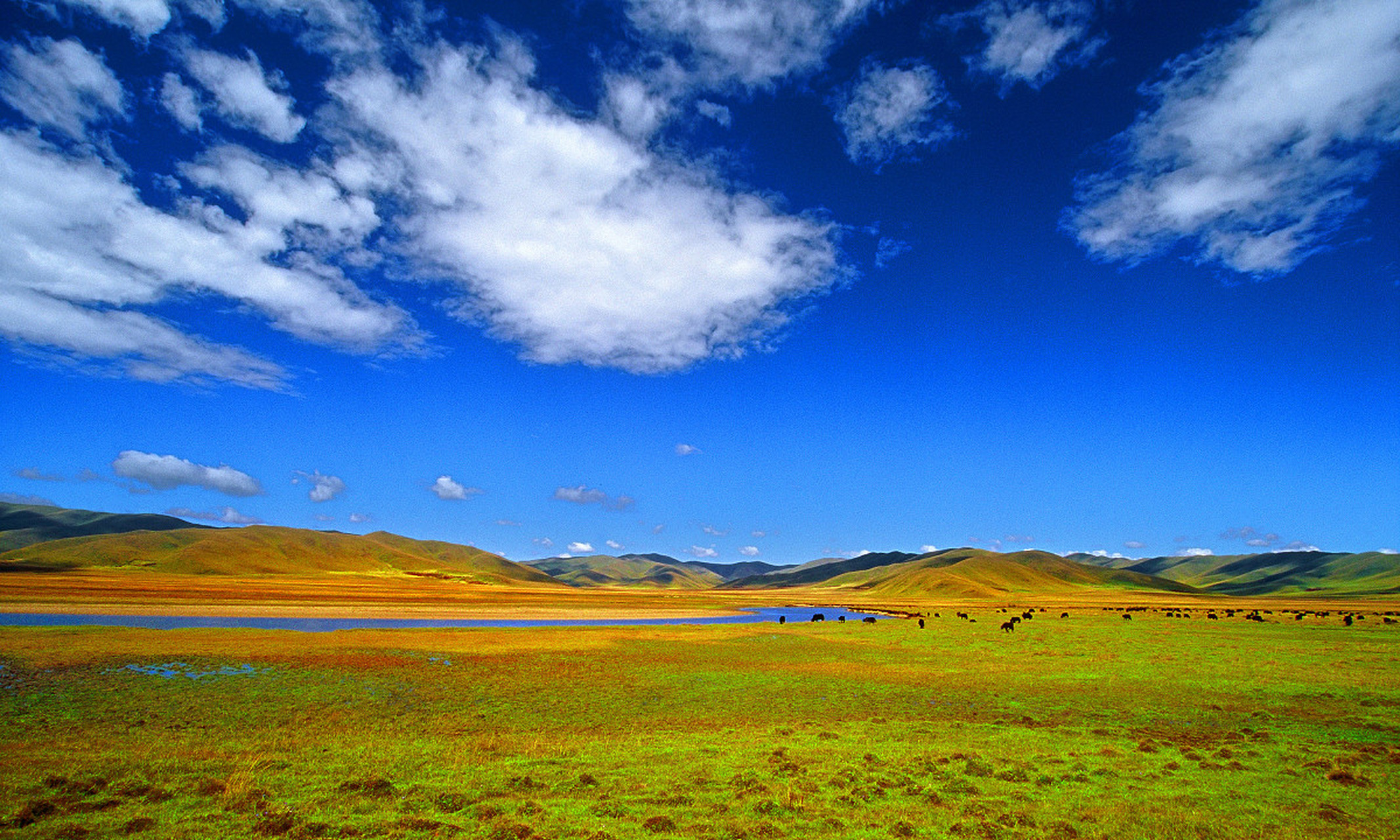 秋天的红原草原,如同一个浩瀚的画卷,在你的眼前缓缓展开.