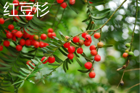 粗榧和红豆杉的区别