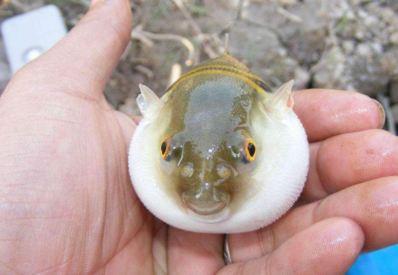 百度爱采购首页 商品专题_河豚苗4,投喂饲料:在育苗生长到三厘米之前