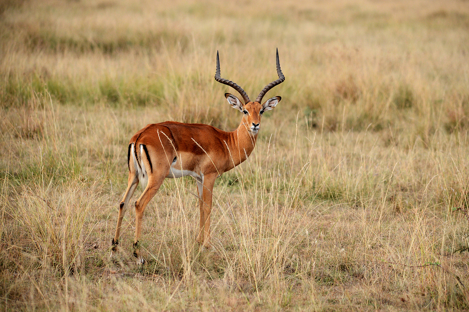 在草原上,羚羊是真正的风之子,它们能够迅速穿越草原,躲避天敌的追捕.