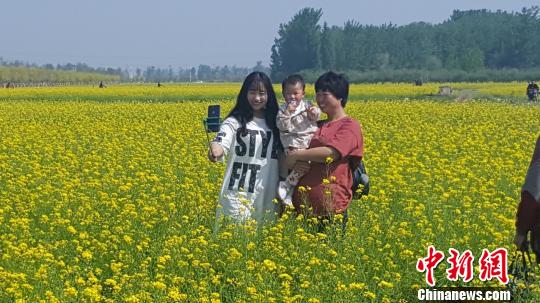 安平县杨屯村油菜花节图片