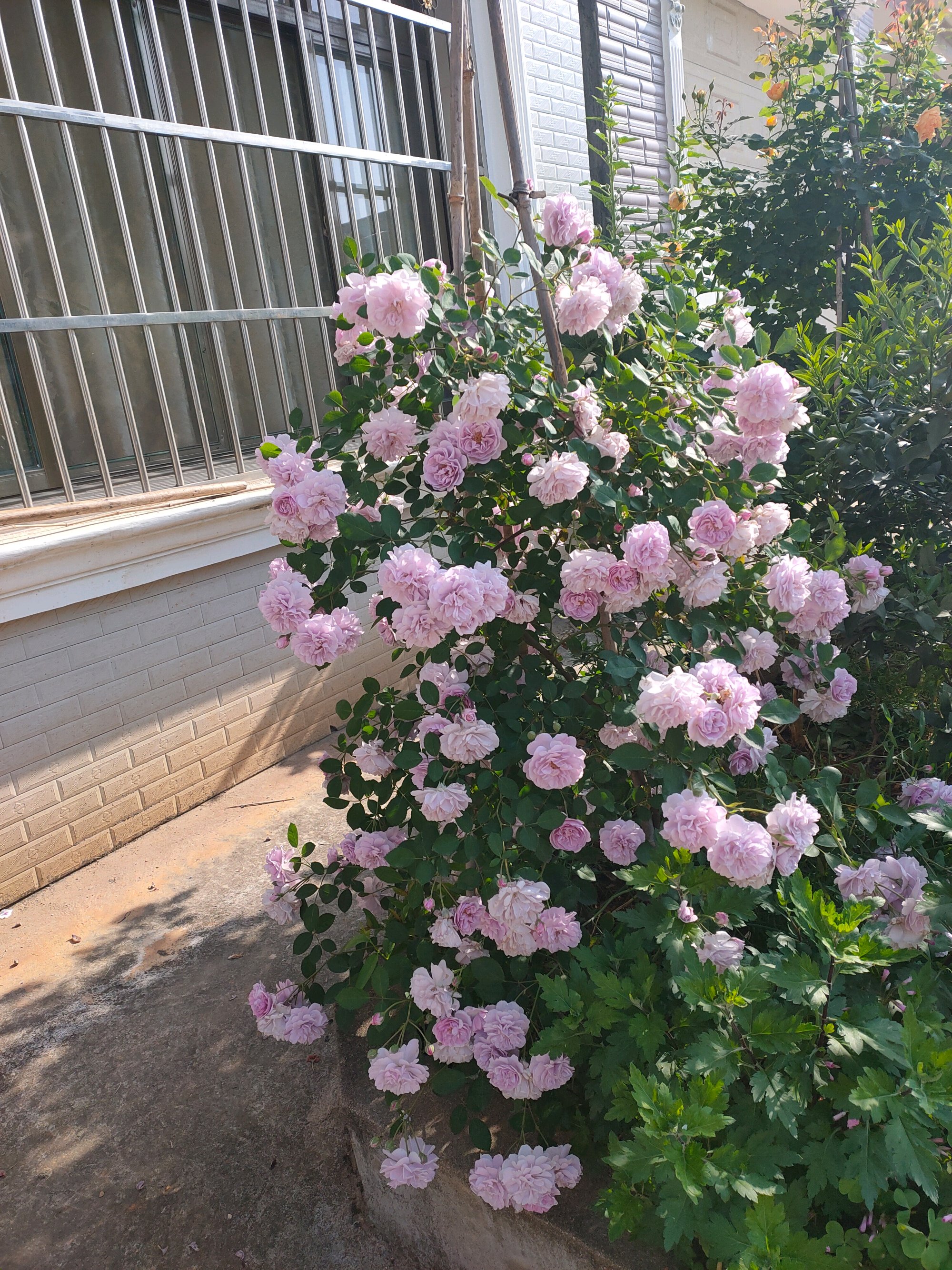 一款非常勤花的藤本月季,多季节开花,漂亮又芳香,阳台也能种植