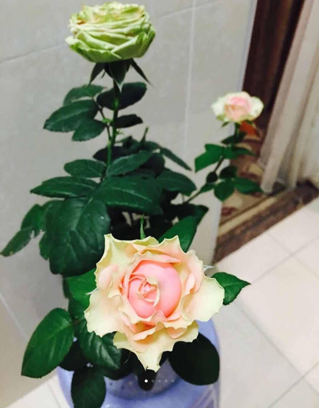 月季新品种"火龙果",超级美丽,花期1个月,你还不心动吗?