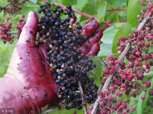 此桑树非彼桑树,农村这两种植物只差了一个字,能让人误食而中毒
