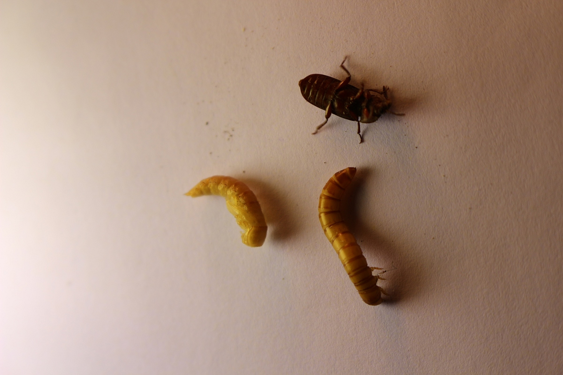 大麦虫养殖秘诀大揭秘!想高效产出营养满满的虫子吗?