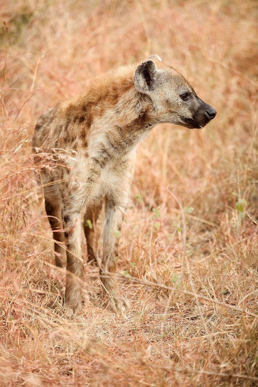 鬣狗虽然恶名在外,被称为非洲掏肛手,但它们尊老爱幼的行为是动物界中