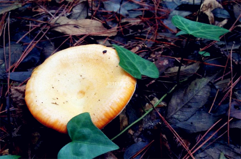 枞树菌又名"重阳菌","枞木菌","茅草菌",是菜肴中的极品!