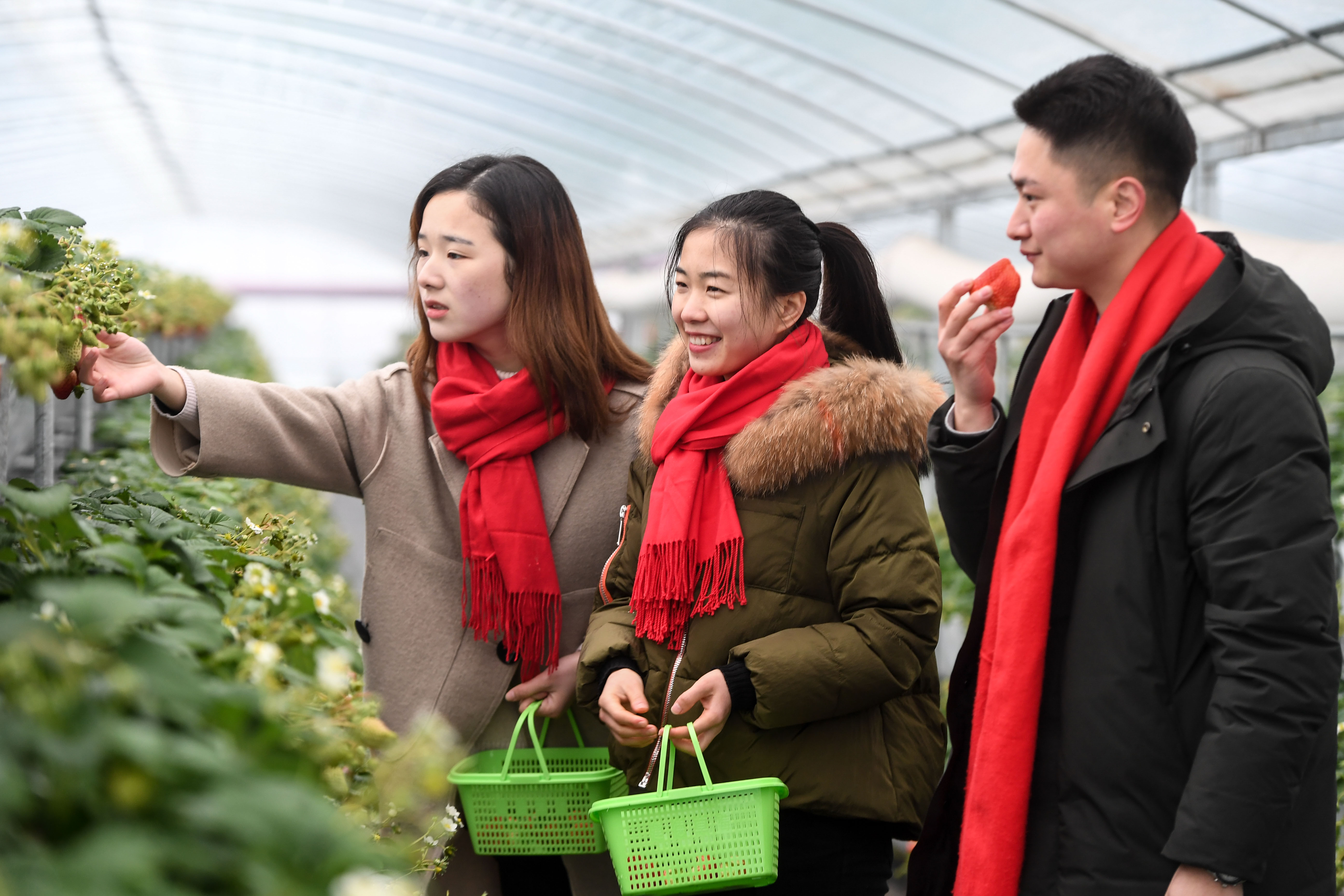 杭州建德草莓小镇图片