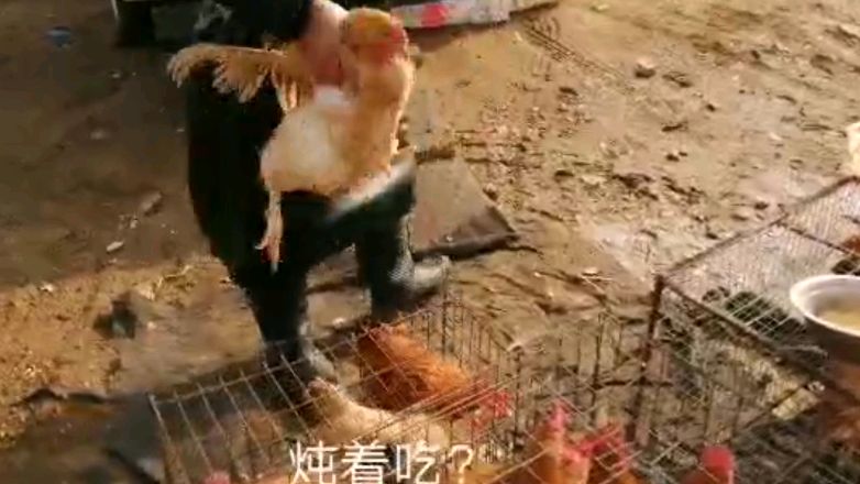 集市卖鸡大哥用脱毛机给鸡脱毛,整只鸡扔进去瞬间变成白条鸡……