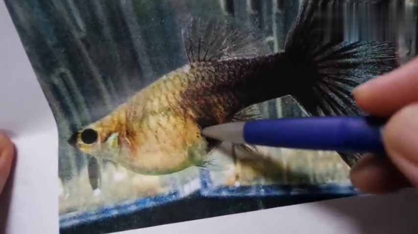 轻松养孔雀鱼完整版分辨母鱼何时快生产