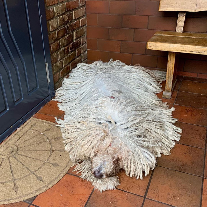 江湖人称的"拖把狗"养起来是啥感觉:洗个澡的功夫,8小时没了