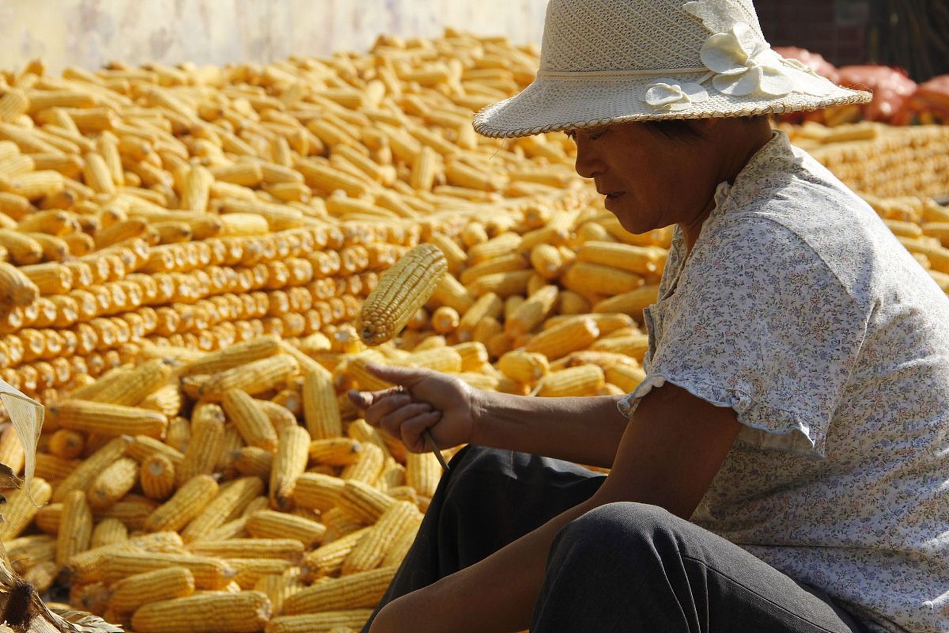 玉米价格上涨图片