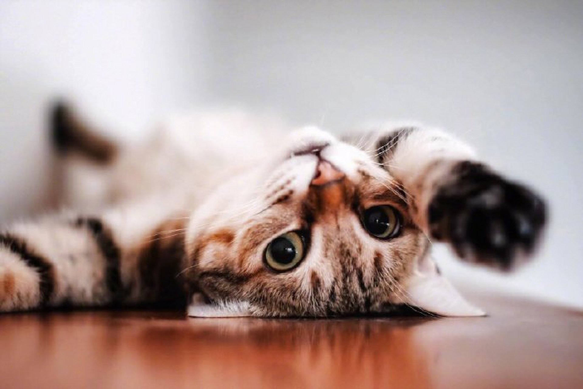 万物皆可云#【云吸猫】网友给家里的猫咪拍照,结果竟然拍到它的谜样