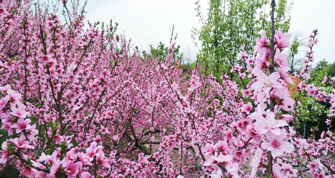成都赏花好去处:龙泉桃花遍地开,快来开启你们的桃花运吧