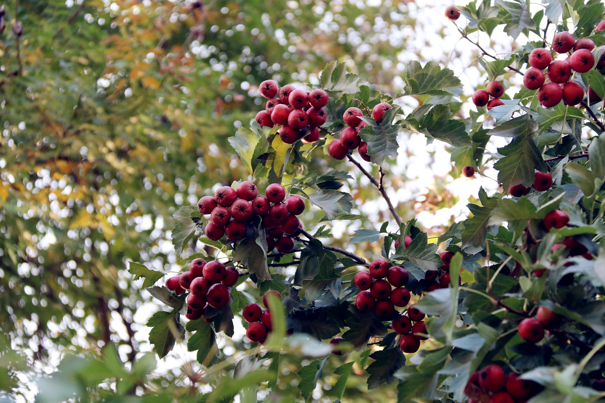 奥森从南园到北园的休闲步道两边,火红的几棵大山楂树,真是太好看了!