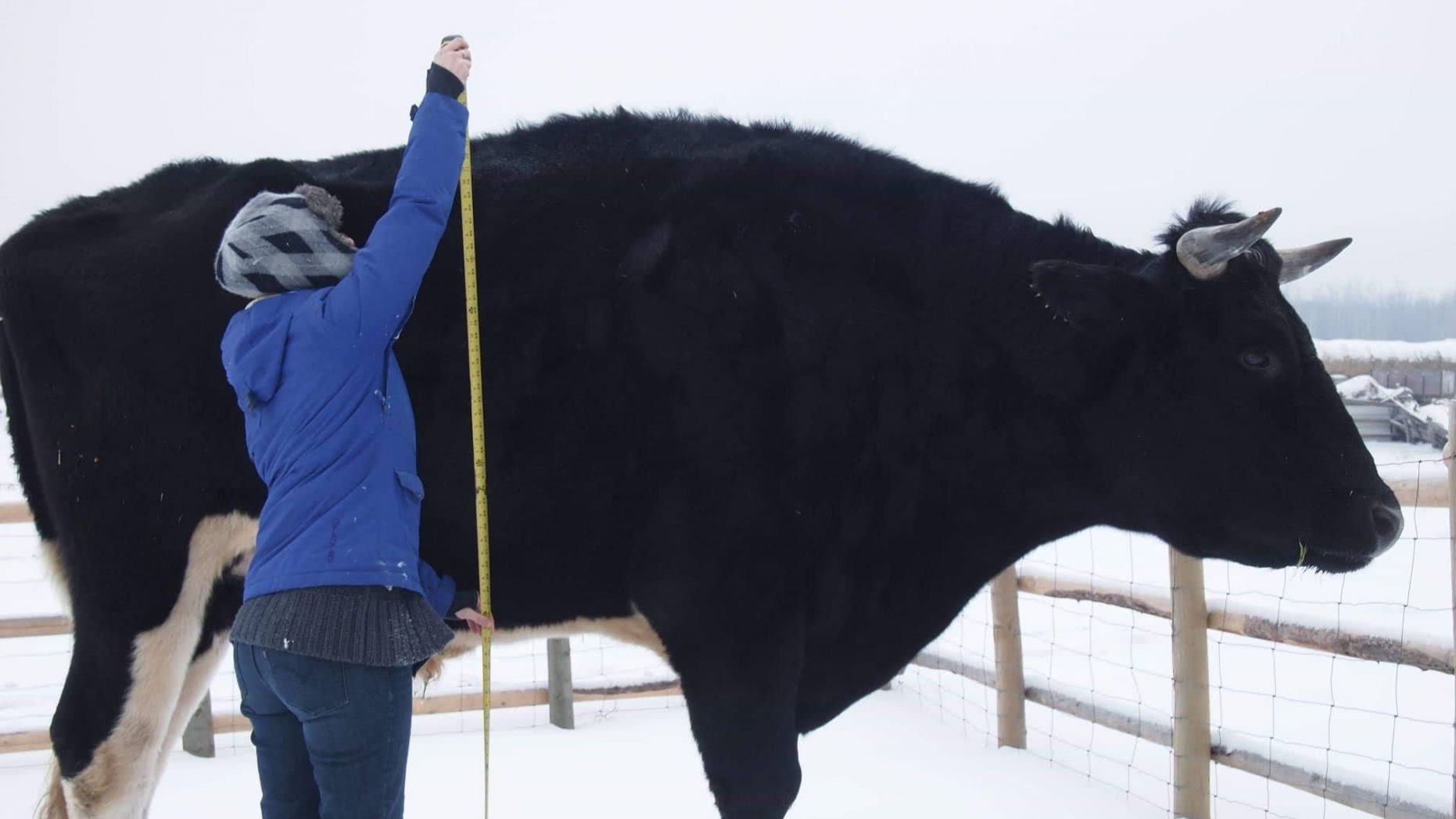 加拿大农民声称他的巨型牛比澳大利亚网红巨牛还高一英寸