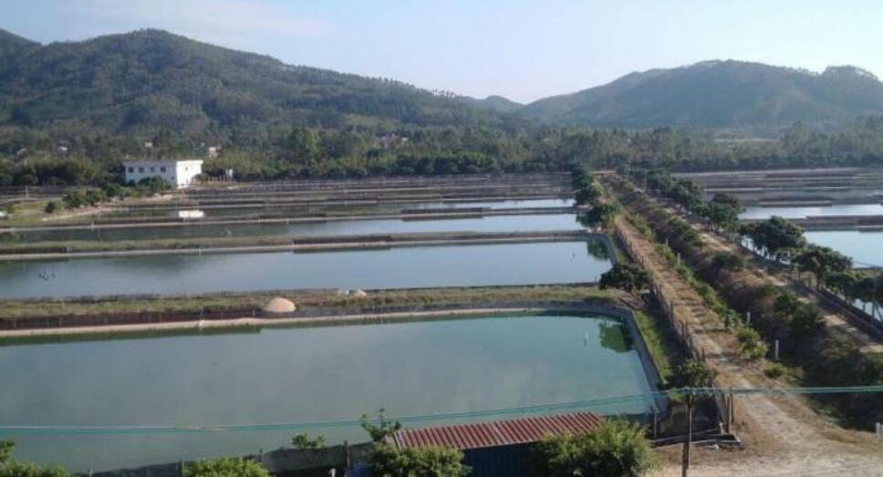 农村养殖养甲鱼技术,养鳖场和亲鳖池的建造