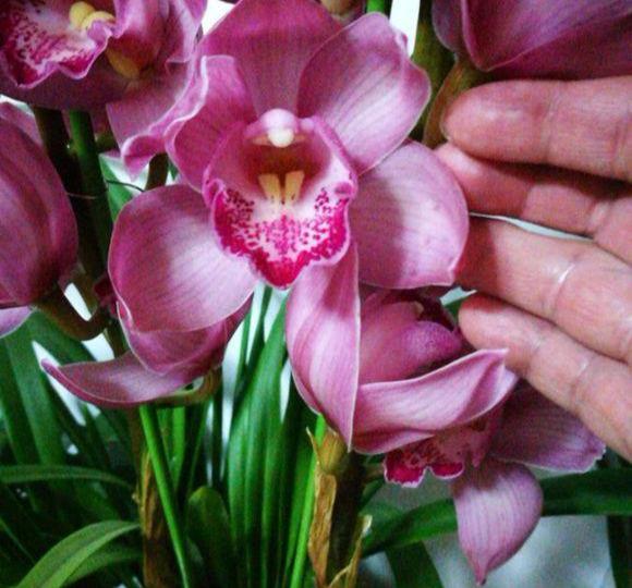 一种"大兰花",春节正开花,一开几百朵,朵朵拳头大