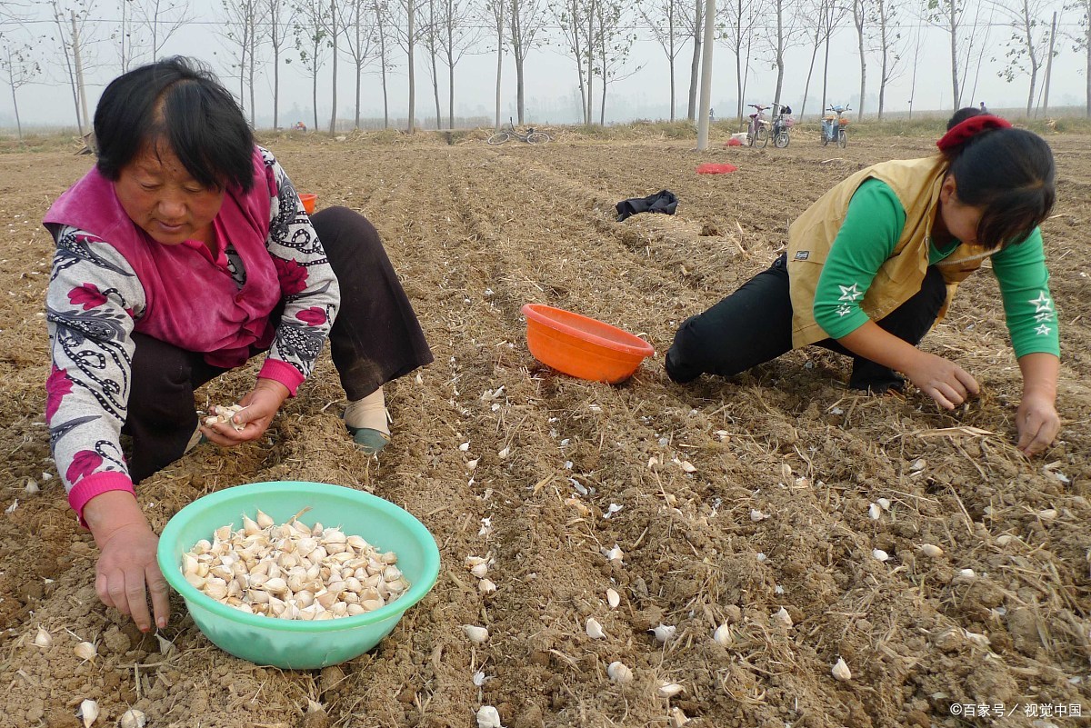 商品专题_大蒜眼下正值秋播大蒜的播种期,通过良种配良法进行栽培的
