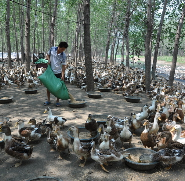 大棚可以养鸭吗?如何搭建大棚?注意避免温度影响和应激反应!