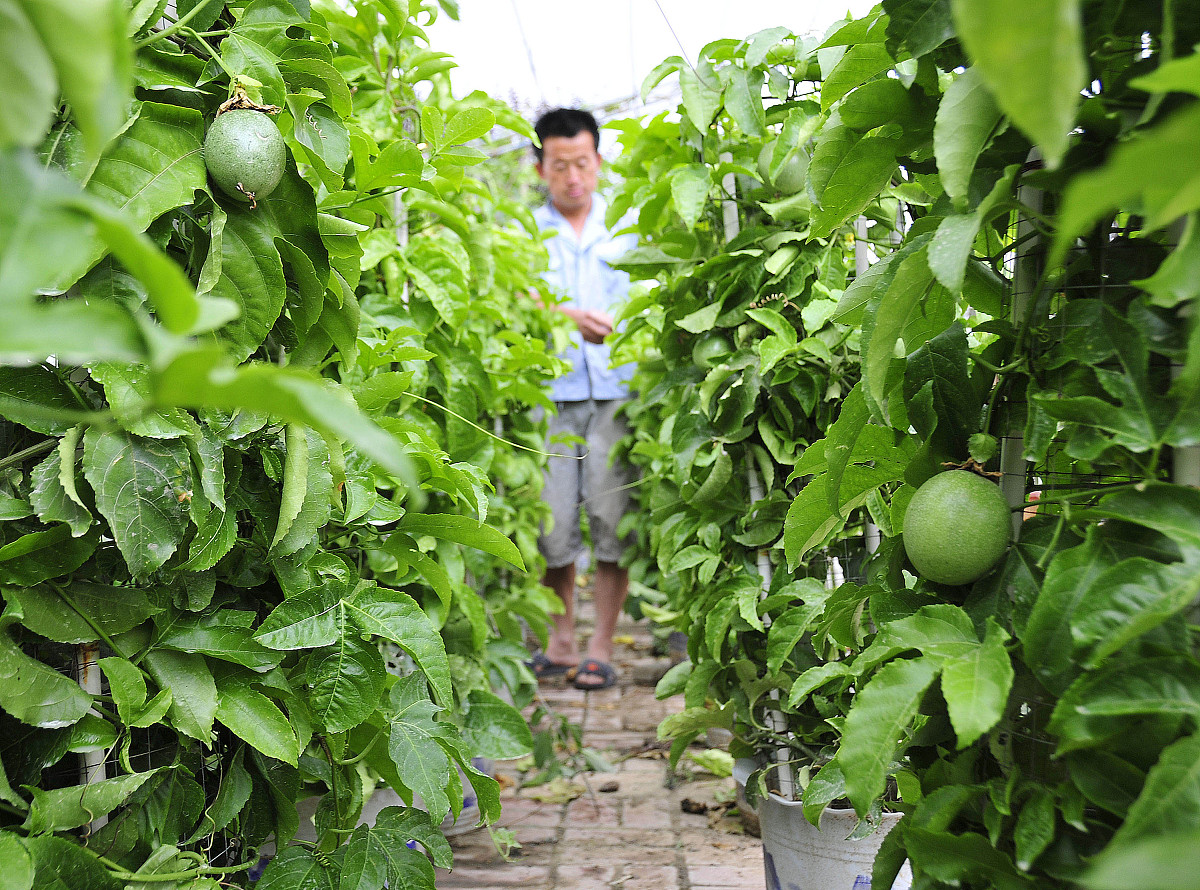 百香果种植期间的修剪,每个生长阶段都不同,需要了解一下