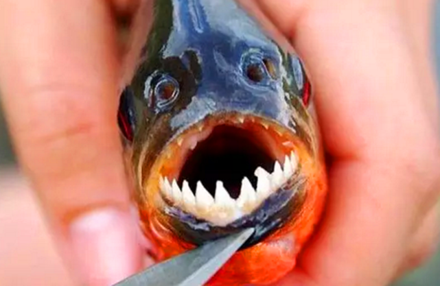 黑鱼pk食人鱼,谁更胜一筹?