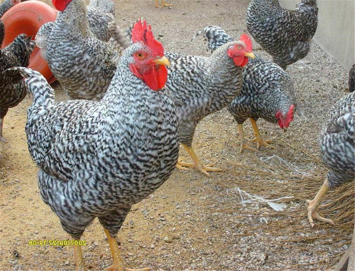 贵妃鸡母鸡头部的羽毛格外茂盛,形似欧洲贵妇人使用的羽毛帽,因此得名