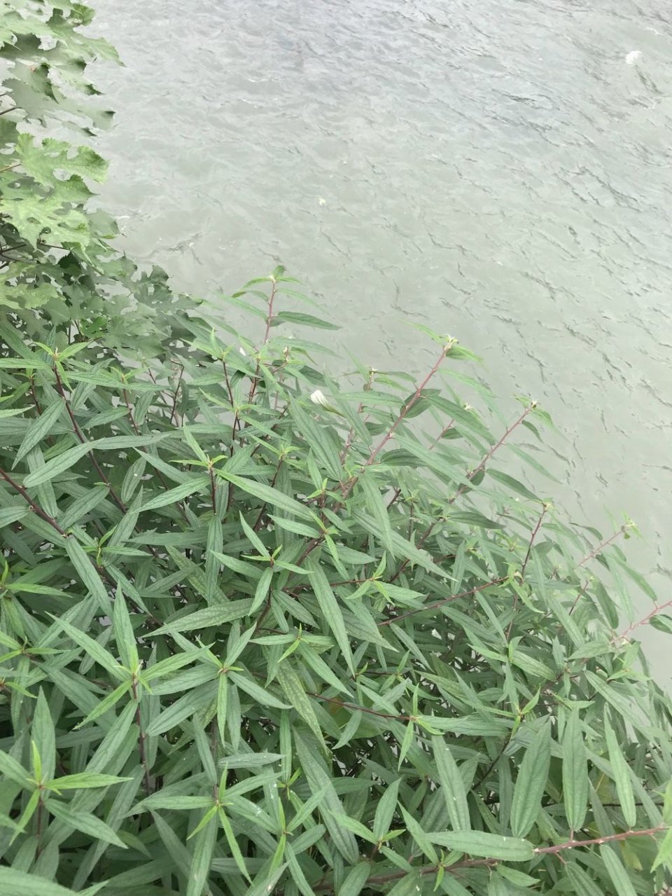 这个长在水边的植物,可治风湿关节痛,还可治小儿疳积