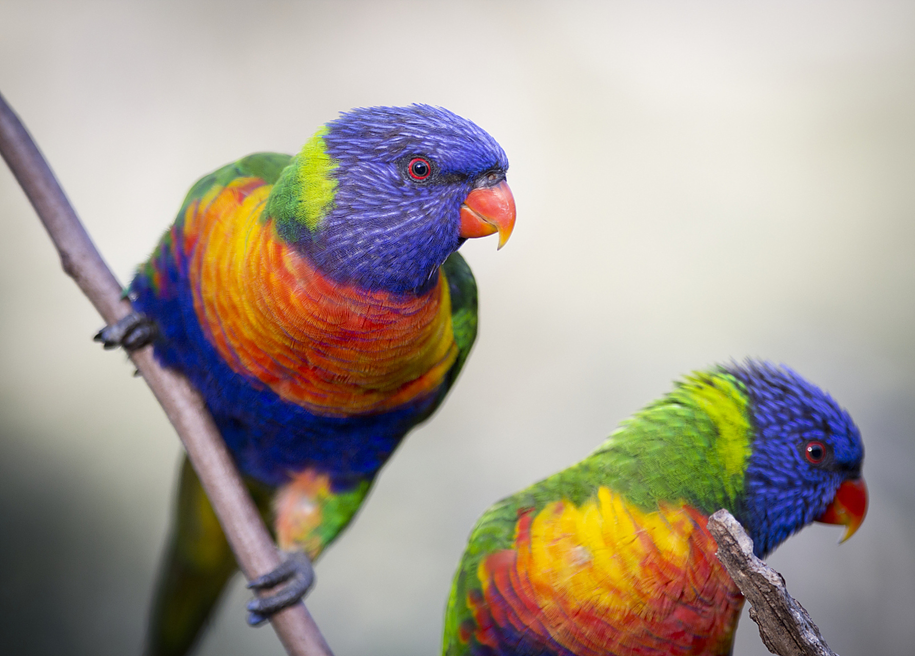 七彩文鸟 - 英文名称 rainbow lorikeet.