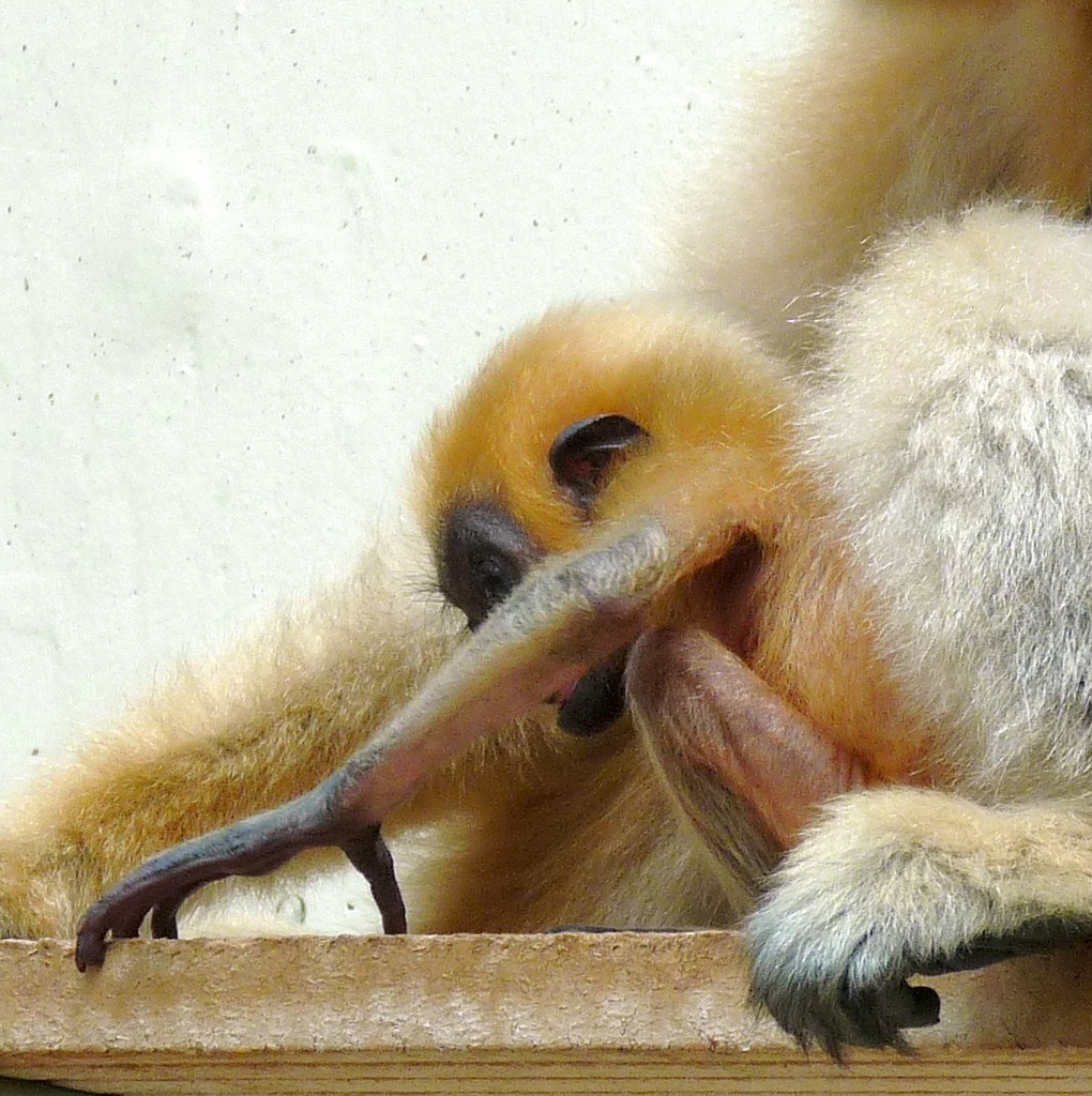 红颊长臂猿知识科普,教你轻松识别红颊长臂猿