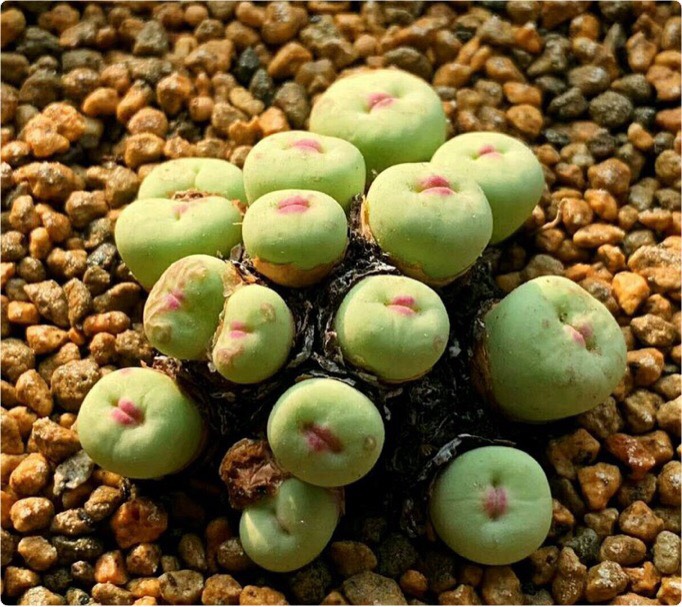 多肉植物小红嘴,胖嘟嘟的体型,萌萌的嘴,开花很美,还是那么贵