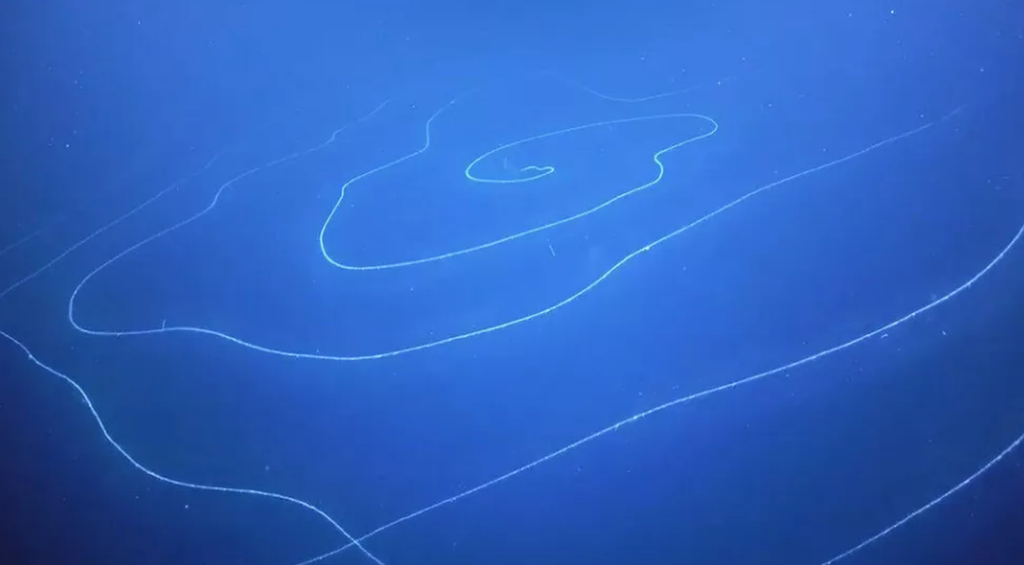 科学家发现令人惊奇的管水母宛若一条起舞的彩带