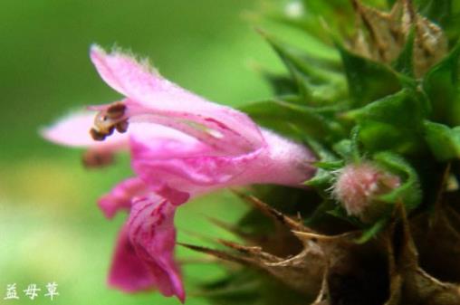 夏天一种常见紫花植物,就是益母草,花萼带刺儿